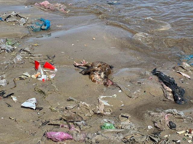Bờ biển Quảng Ngãi ngập rác thải gây ô nhiễm - Ảnh 11.