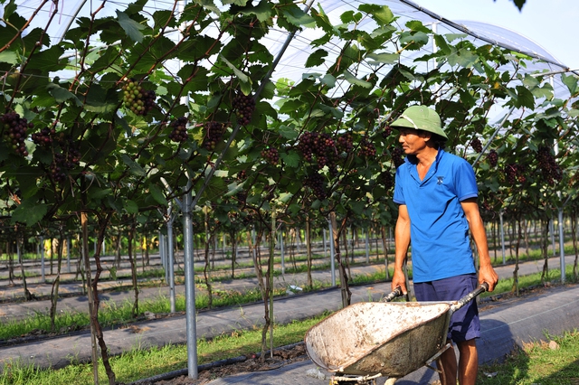 Overwhelmed by the fruit-laden vineyards that attract a large number of visitors in Ninh Binh - Photo 13.