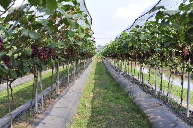 Overwhelmed by the fruit-laden vineyards that attract a large number of visitors in Ninh Binh - Photo 2.