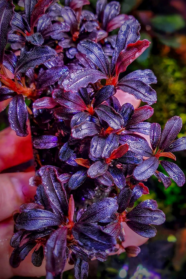 Thú chơi cây thủy sinh đắt đỏ ở Hà Nội: “Đổ cả chiếc ô tô vào bể cá là chuyện thường - Ảnh 3. Thú chơi cây thủy sinh đắt đỏ ở Hà Nội: “Đổ cả chiếc ô tô vào bể cá là chuyện thường - Ảnh 3.