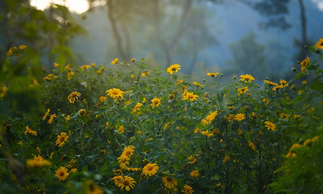 Watching wild sunflowers bloom in Ba Vi National Park - Photo 5.