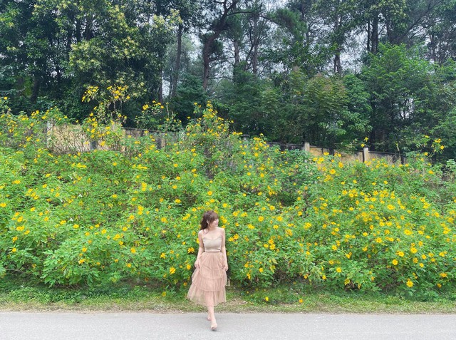 Watching wild sunflowers bloom in Ba Vi National Park - Photo 1.