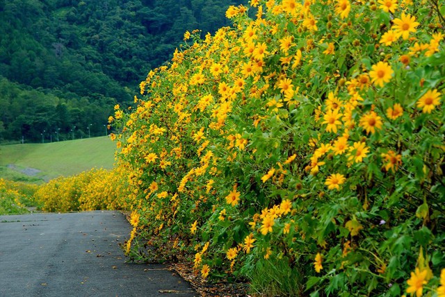 Watching wild sunflowers bloom in Ba Vi National Park - Photo 17.