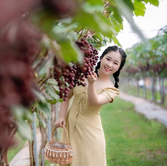 Overwhelmed by the fruit-laden vineyards that attract a large number of visitors in Ninh Binh - Photo 8.