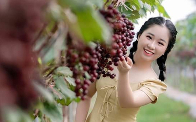 Choáng ngợp trước vườn nho sai trĩu quả thu hút đông đảo khách tham quan ở Ninh Bình