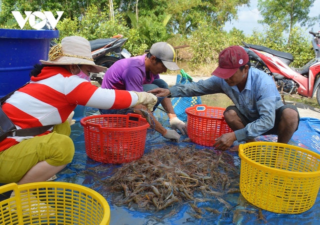 Nông dân U Minh được vụ mùa tôm càng xanh - Ảnh 4.