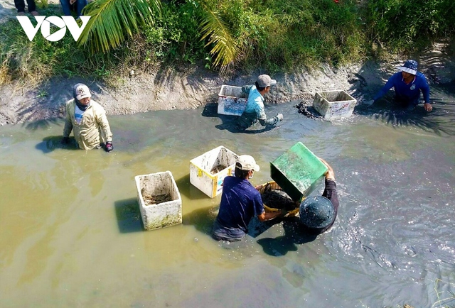 Nông dân U Minh được vụ mùa tôm càng xanh - Ảnh 3.