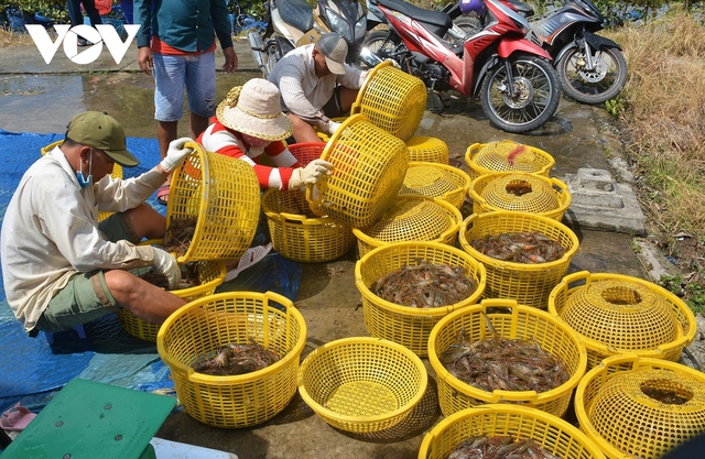 Nông dân U Minh được vụ mùa tôm càng xanh - Ảnh 1.