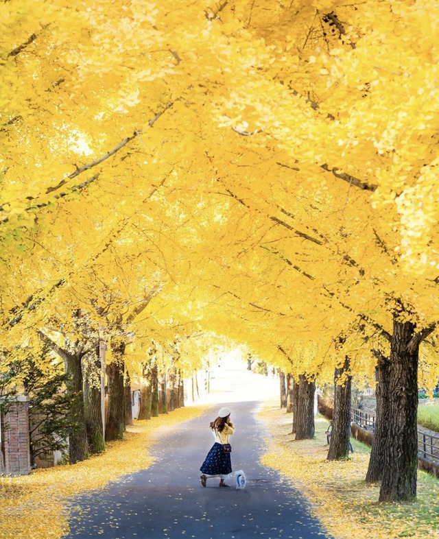 Choáng ngợp khung cảnh mùa thu Hàn Quốc, lá vàng lá đỏ rực sắc đẹp như phim - Ảnh 49.