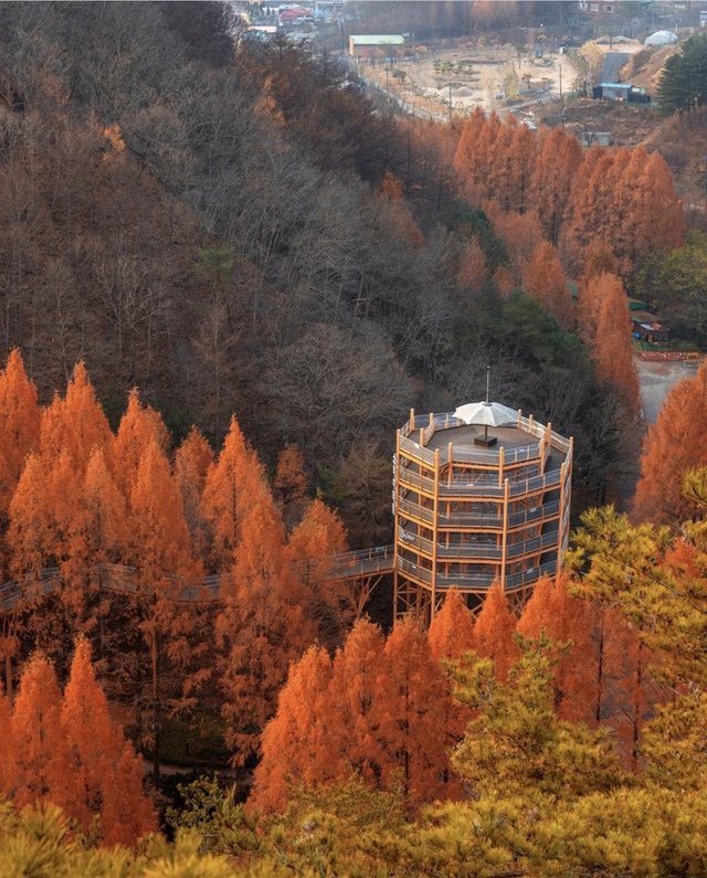 Choáng ngợp khung cảnh mùa thu Hàn Quốc, lá vàng lá đỏ rực sắc đẹp như phim - Ảnh 39.