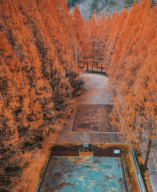 Choáng ngợp khung cảnh mùa thu Hàn Quốc, lá vàng lá đỏ rực sắc đẹp như phim - Ảnh 38.