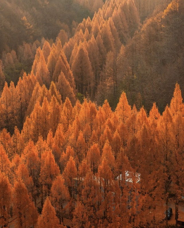 Choáng ngợp khung cảnh mùa thu Hàn Quốc, lá vàng lá đỏ rực sắc đẹp như phim - Ảnh 37.