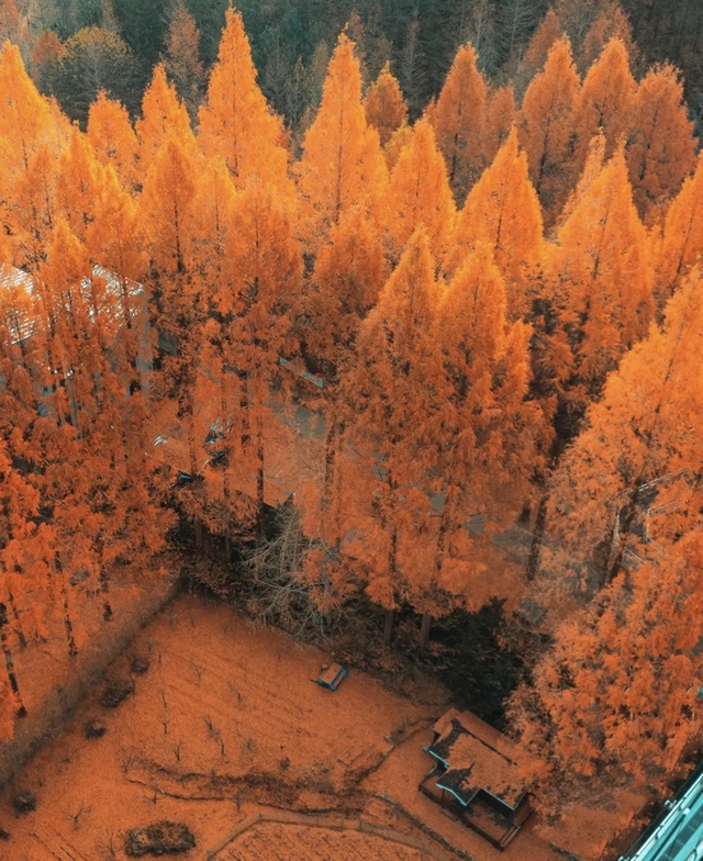 Choáng ngợp khung cảnh mùa thu Hàn Quốc, lá vàng lá đỏ rực sắc đẹp như phim - Ảnh 36.