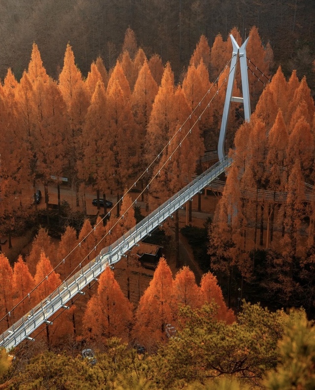 Choáng ngợp khung cảnh mùa thu Hàn Quốc, lá vàng lá đỏ rực sắc đẹp như phim - Ảnh 35.