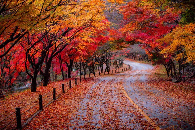 Choáng ngợp khung cảnh mùa thu Hàn Quốc, lá vàng lá đỏ rực sắc đẹp như phim - Ảnh 33.