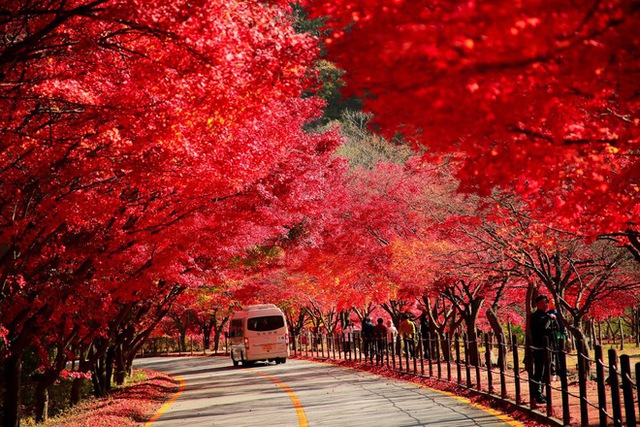 Choáng ngợp khung cảnh mùa thu Hàn Quốc, lá vàng lá đỏ rực sắc đẹp như phim - Ảnh 32.