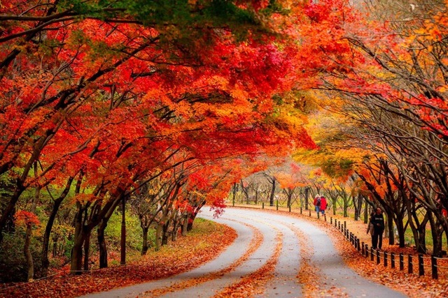 Choáng ngợp khung cảnh mùa thu Hàn Quốc, lá vàng lá đỏ rực sắc đẹp như phim - Ảnh 31.
