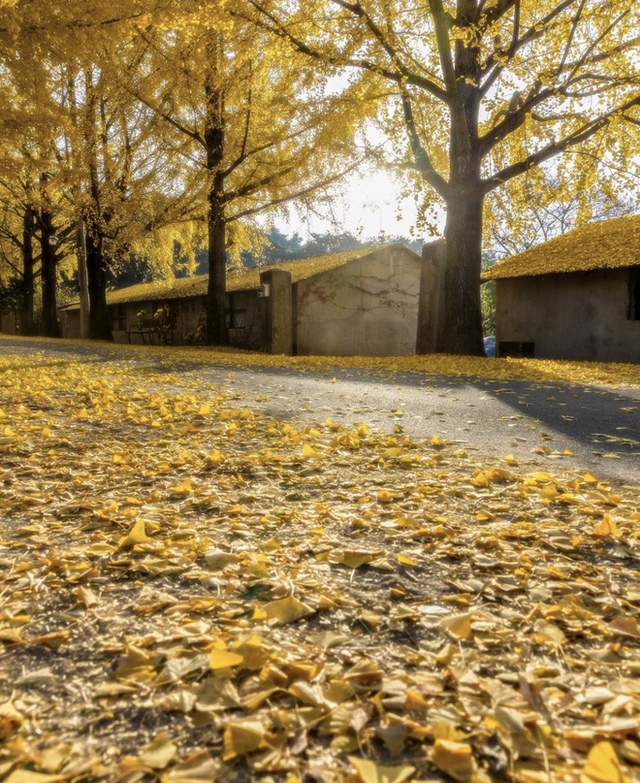 Choáng ngợp khung cảnh mùa thu Hàn Quốc, lá vàng lá đỏ rực sắc đẹp như phim - Ảnh 48.