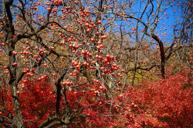 Choáng ngợp khung cảnh mùa thu Hàn Quốc, lá vàng lá đỏ rực sắc đẹp như phim - Ảnh 30.