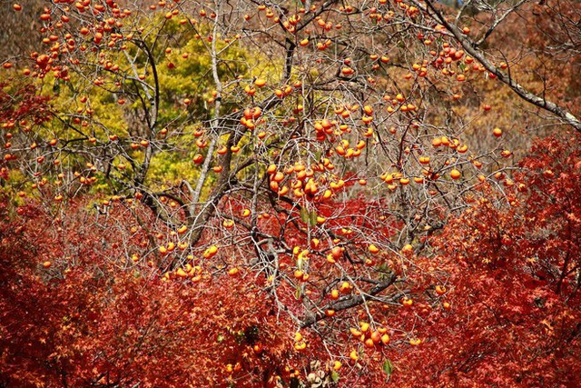 Choáng ngợp khung cảnh mùa thu Hàn Quốc, lá vàng lá đỏ rực sắc đẹp như phim - Ảnh 29.