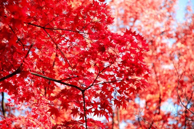 Choáng ngợp khung cảnh mùa thu Hàn Quốc, lá vàng lá đỏ rực sắc đẹp như phim - Ảnh 28.