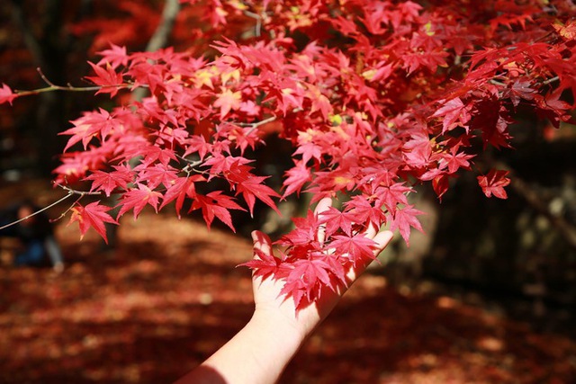 Choáng ngợp khung cảnh mùa thu Hàn Quốc, lá vàng lá đỏ rực sắc đẹp như phim - Ảnh 27.