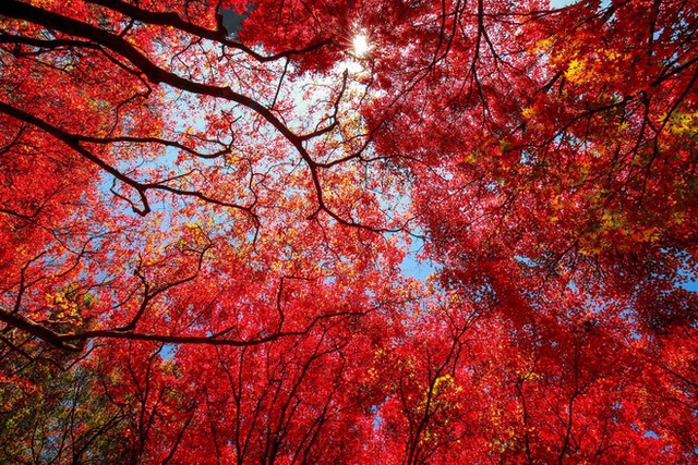 Choáng ngợp khung cảnh mùa thu Hàn Quốc, lá vàng lá đỏ rực sắc đẹp như phim - Ảnh 24.