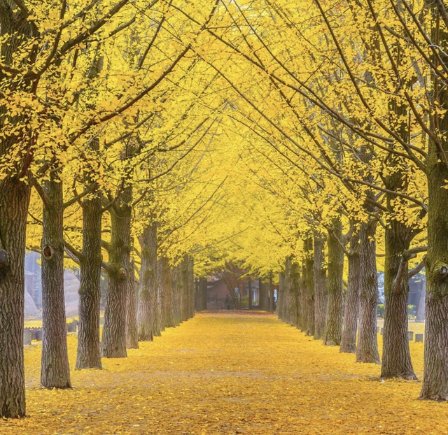 Choáng ngợp khung cảnh mùa thu Hàn Quốc, lá vàng lá đỏ rực sắc đẹp như phim - Ảnh 23.