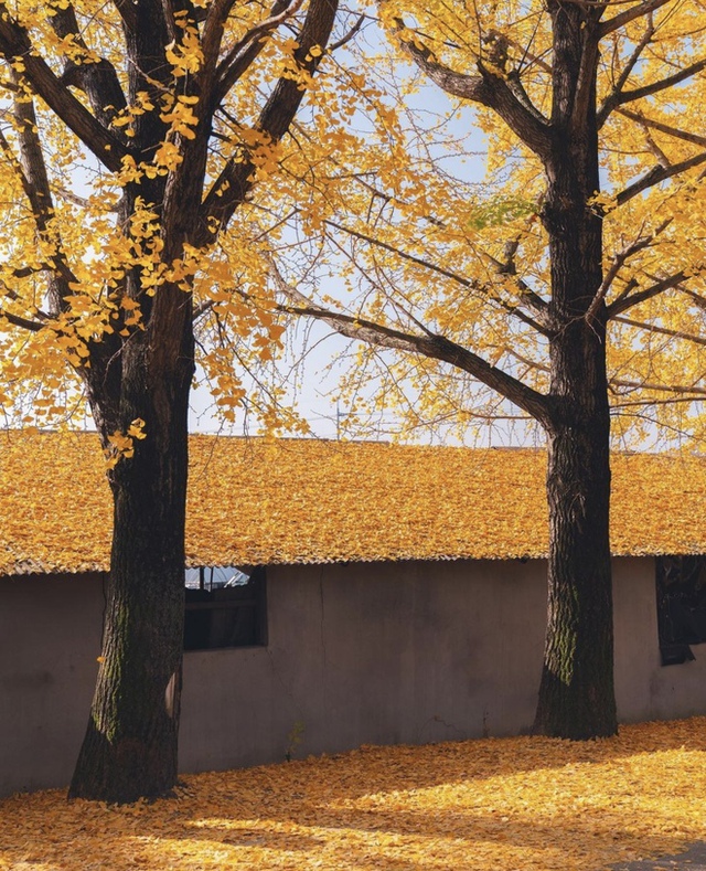 Choáng ngợp khung cảnh mùa thu Hàn Quốc, lá vàng lá đỏ rực sắc đẹp như phim - Ảnh 47.
