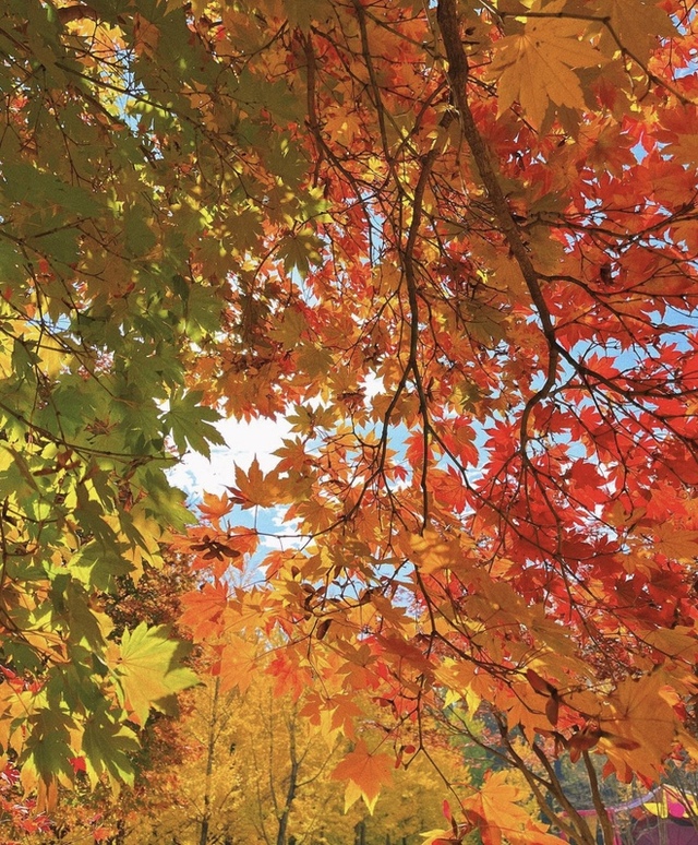 Choáng ngợp khung cảnh mùa thu Hàn Quốc, lá vàng lá đỏ rực sắc đẹp như phim - Ảnh 18.