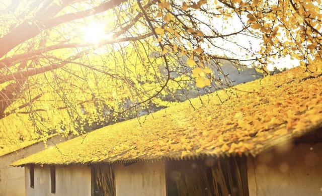Choáng ngợp khung cảnh mùa thu Hàn Quốc, lá vàng lá đỏ rực sắc đẹp như phim - Ảnh 46.