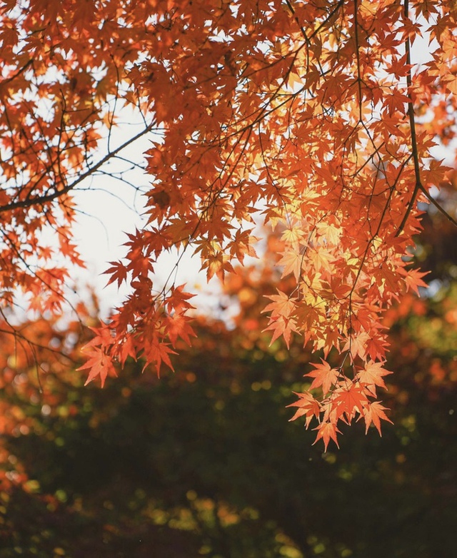 Choáng ngợp khung cảnh mùa thu Hàn Quốc, lá vàng lá đỏ rực sắc đẹp như phim - Ảnh 3.