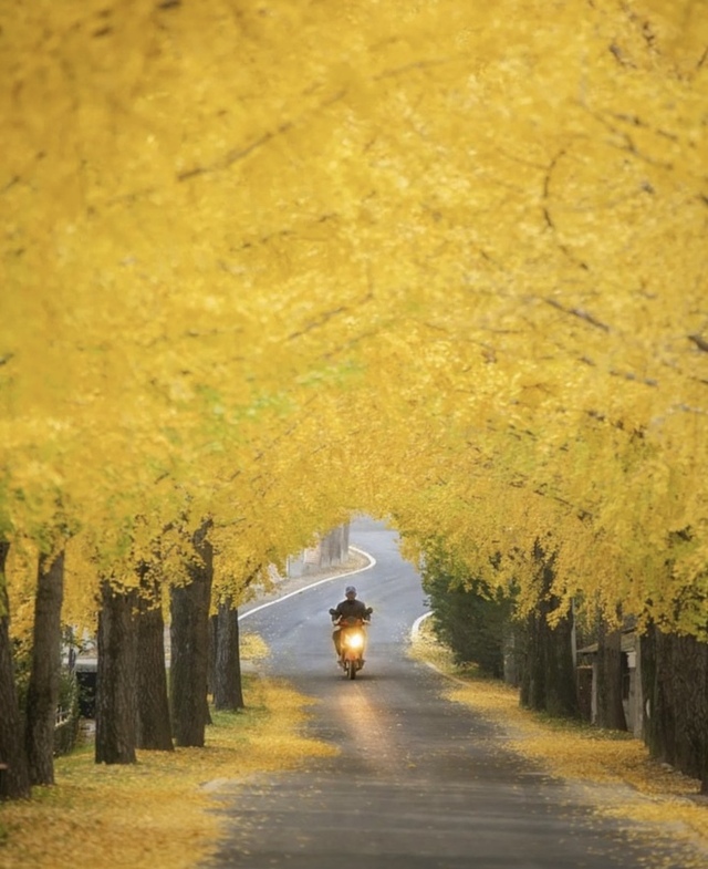 Choáng ngợp khung cảnh mùa thu Hàn Quốc, lá vàng lá đỏ rực sắc đẹp như phim - Ảnh 45.