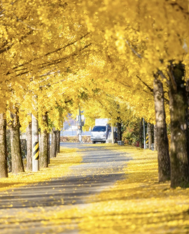 Choáng ngợp khung cảnh mùa thu Hàn Quốc, lá vàng lá đỏ rực sắc đẹp như phim - Ảnh 44.