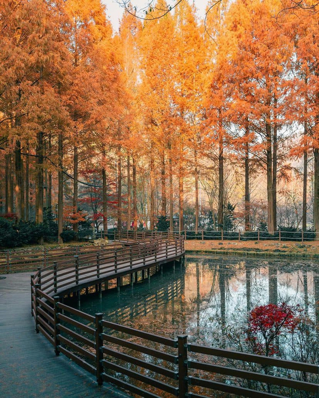 Choáng ngợp khung cảnh mùa thu Hàn Quốc, lá vàng lá đỏ rực sắc đẹp như phim - Ảnh 42.