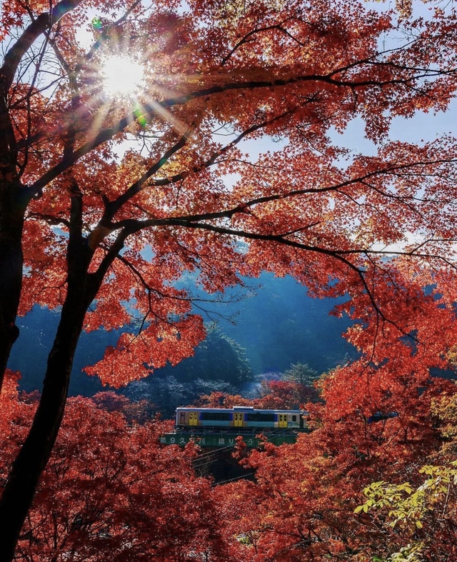 Vẻ đẹp mộng mơ của mùa thu Nhật Bản, xem xong chỉ muốn xách vali lên đường - Ảnh 49.