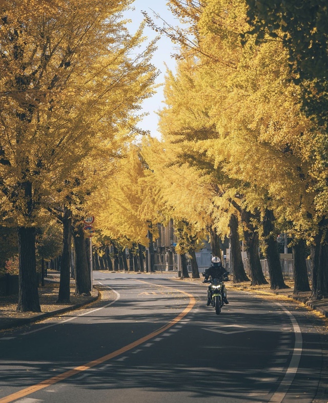 Vẻ đẹp mộng mơ của mùa thu Nhật Bản, xem xong chỉ muốn xách vali lên đường - Ảnh 35.