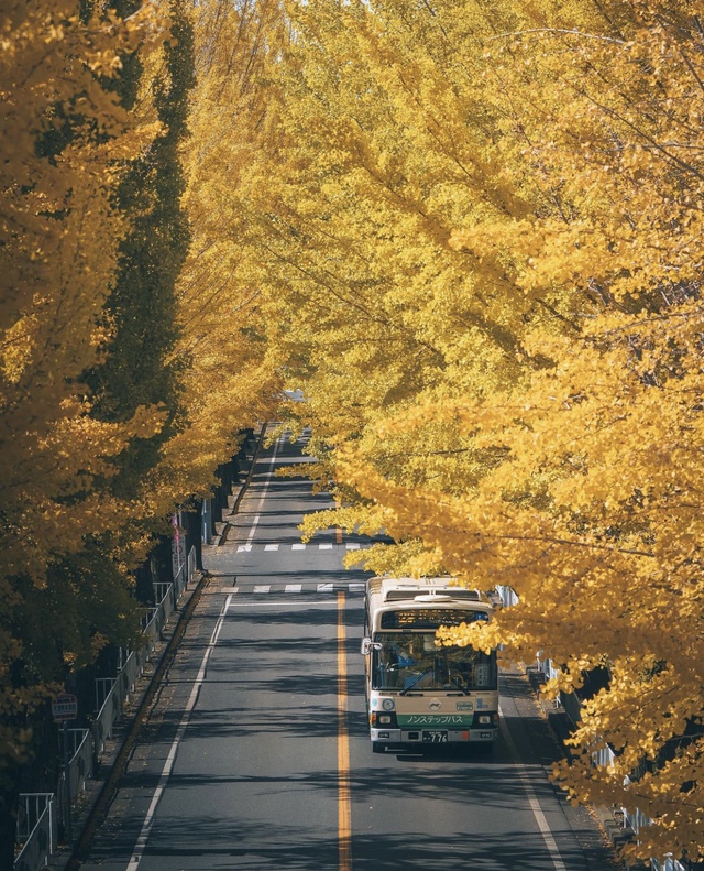 Vẻ đẹp mộng mơ của mùa thu Nhật Bản, xem xong chỉ muốn xách vali lên đường - Ảnh 34.