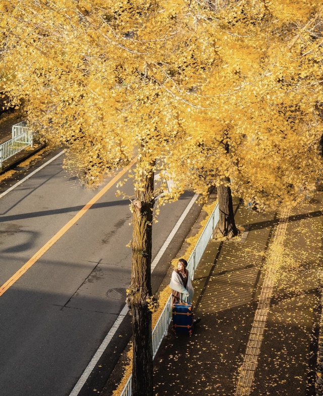 Vẻ đẹp mộng mơ của mùa thu Nhật Bản, xem xong chỉ muốn xách vali lên đường - Ảnh 33.