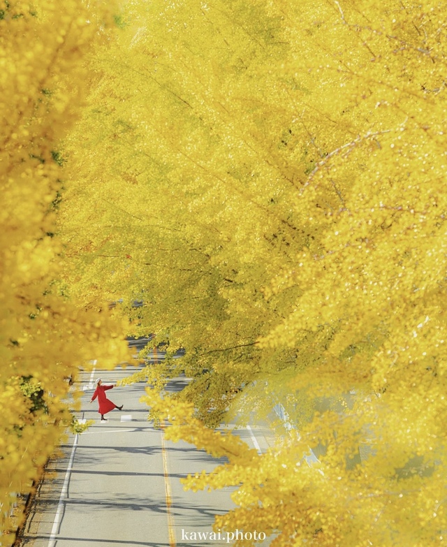 Vẻ đẹp mộng mơ của mùa thu Nhật Bản, xem xong chỉ muốn xách vali lên đường - Ảnh 32.