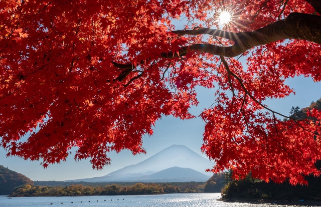 Vẻ đẹp mộng mơ của mùa thu Nhật Bản, xem xong chỉ muốn xách vali lên đường - Ảnh 58.