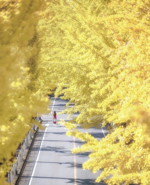 Vẻ đẹp mộng mơ của mùa thu Nhật Bản, xem xong chỉ muốn xách vali lên đường - Ảnh 31.