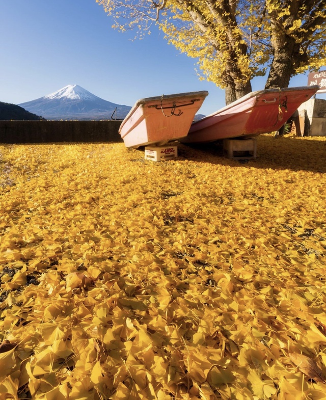 Vẻ đẹp mộng mơ của mùa thu Nhật Bản, xem xong chỉ muốn xách vali lên đường - Ảnh 55.