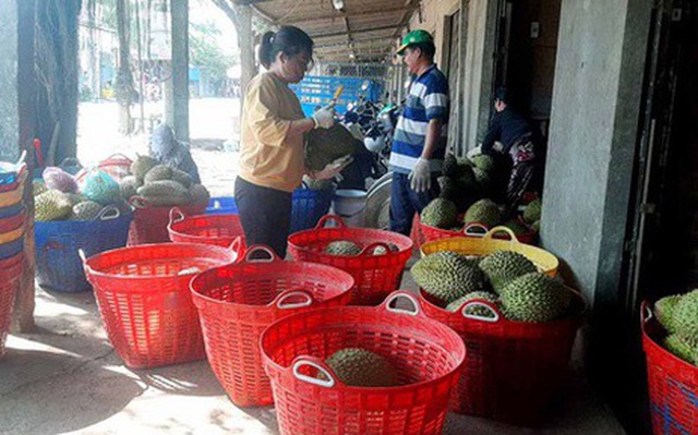Hãy đắm mình trong hình ảnh đầy sắc màu của trái cây Miền Tây có giá cả cực kỳ hấp dẫn. Đảm bảo bạn sẽ không thể tin được đây là những loại trái cây chất lượng cao nhất tại Việt Nam.