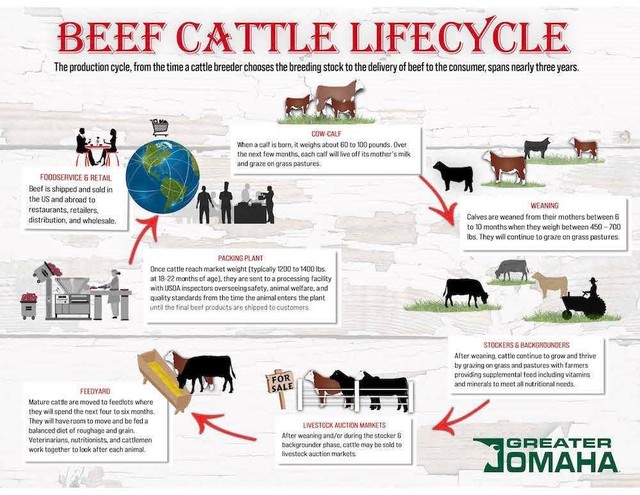 Bầu Đức có đàn bò Lào kì vọng làm phao cứu sinh còn đây là cách xây dựng thương hiệu tỷ USD không giống ai của đế chế thịt bò Greater Omaha - Ảnh 3.