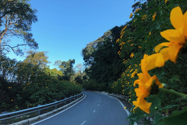 Go to Ba Vi to see wild sunflowers in full bloom for only about 200,000 VND - Photo 1.