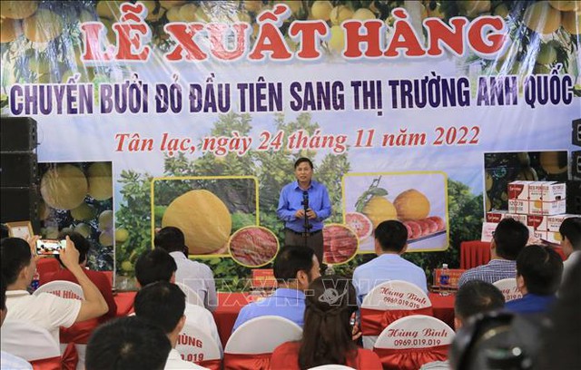 Xuất chuyến hàng bưởi đỏ Tân Lạc đầu tiên sang Anh - Ảnh 1.