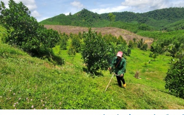 Nông sản Bình Định dễ tiếp cận hơn nhờ lên sàn thương mại điện tử