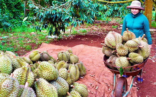 Nông dân huyện Krông Pắk, Đắk Lắk thu hoạch sầu riêng đưa đến các điểm thu mua, xuất khẩu - Ảnh: THẾ THẾ