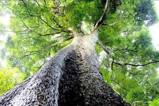 Vì sao cây gỗ Kim Tơ Nam Mộc bán giá gần 9.000 tỷ nhưng không ai dám trồng? - Ảnh 5.